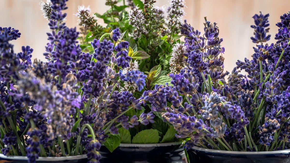 Lavender