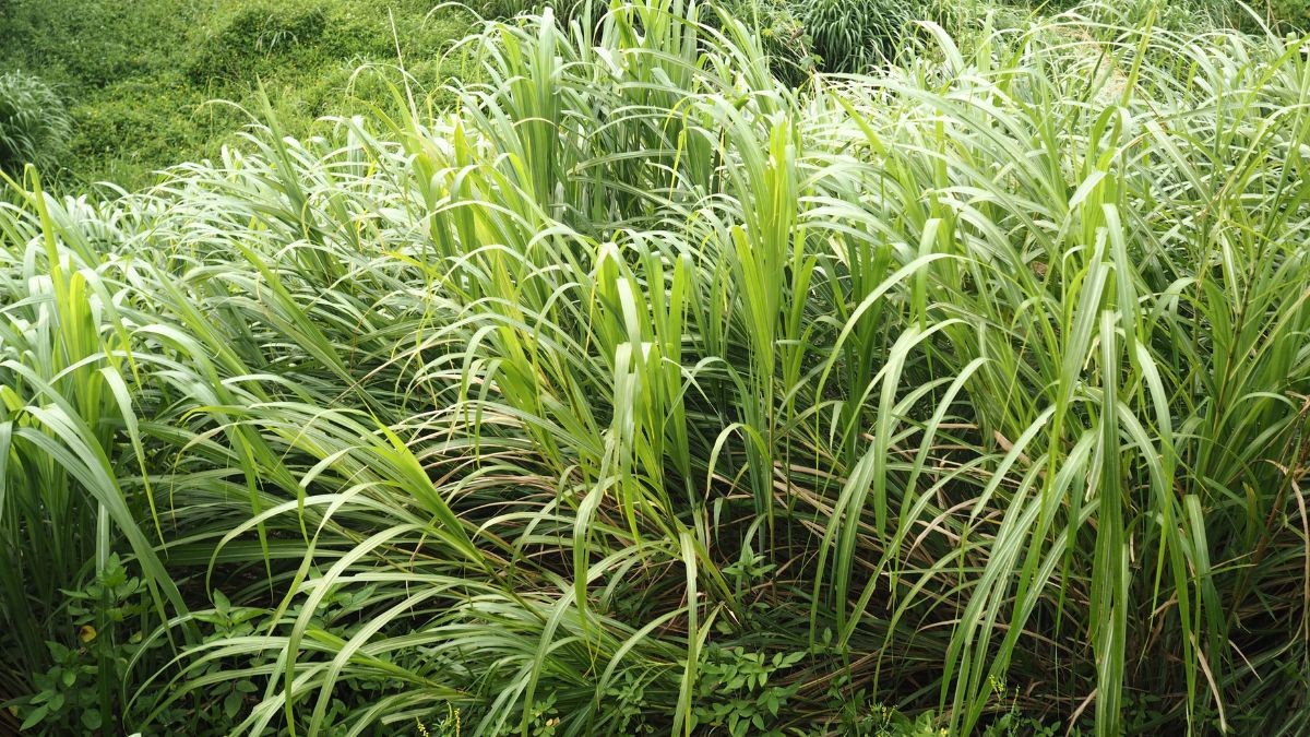 Lemongrass