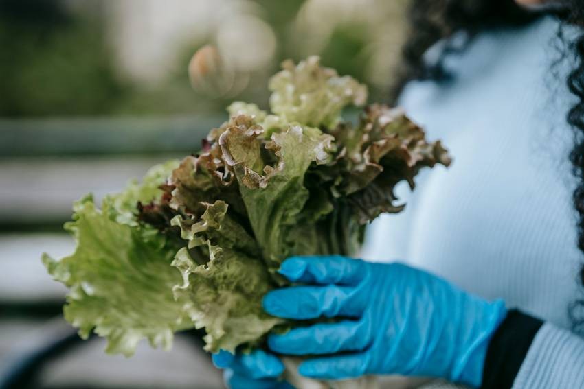 Lettuce