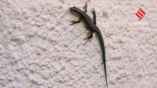 Lizard