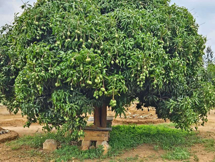 Mango