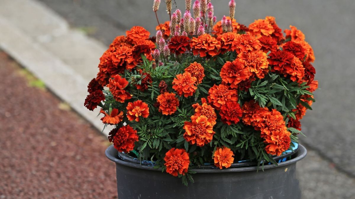 Marigold