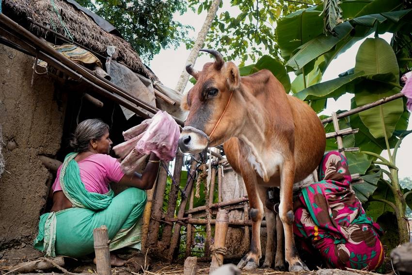 Milk Production