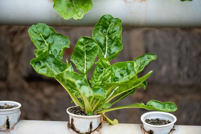 Mint and Swiss chard