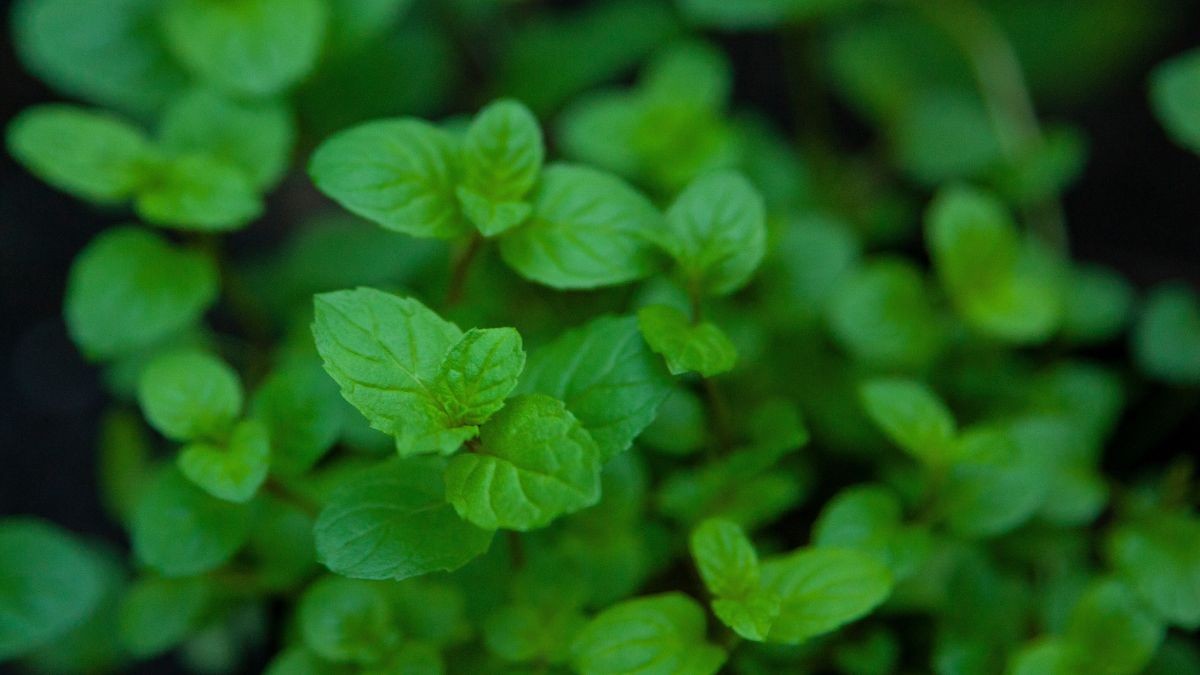 Mint