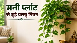 वास्तु शास्त्र अनुसार मनी प्लांट की सही दिशा क्या है, वास्तु एक्सपर्ट ने बताए 7 जरूरी नियम, बढ़ सकती है सुख-समृद्धि