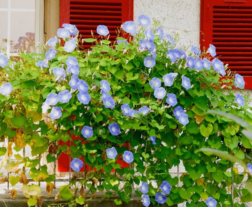 Morning Glory