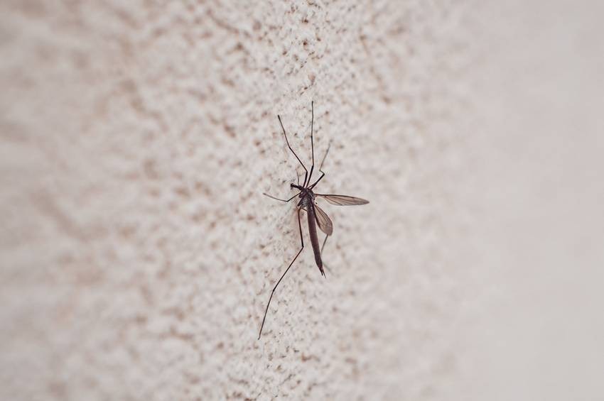 Mosquito breeding at home