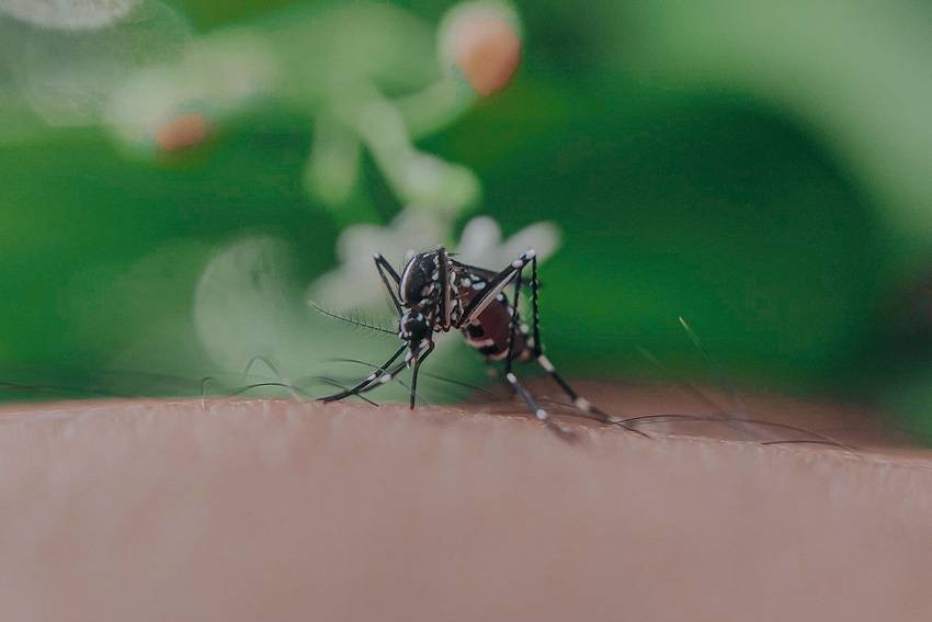 Mosquitoes in monsoon