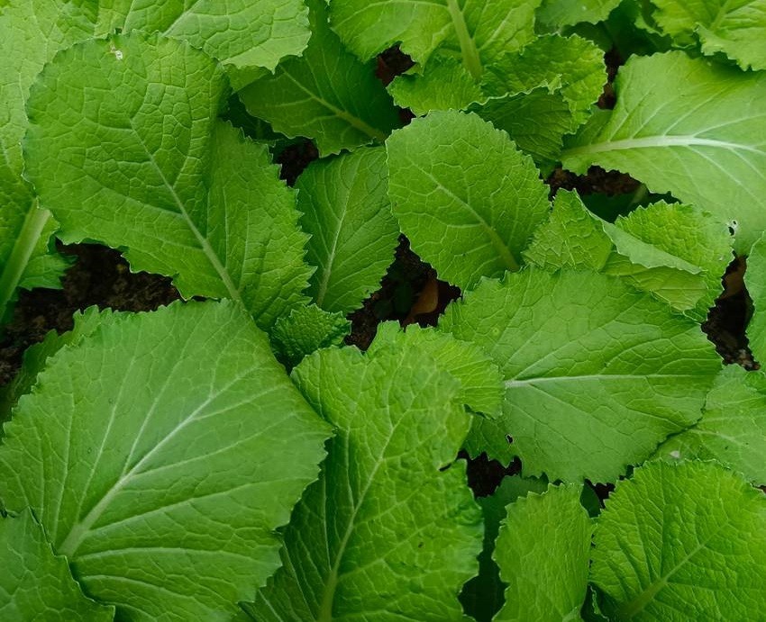Mustard greens