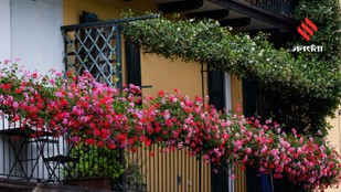 Natural living curtain plants