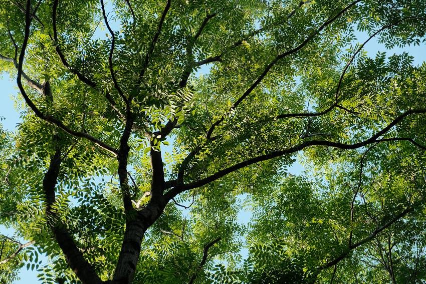 Neem tree
