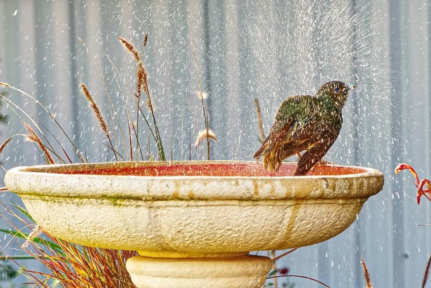 Neglected Birdbaths