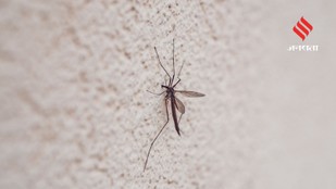Neglected Spots That Attract Mosquitoes