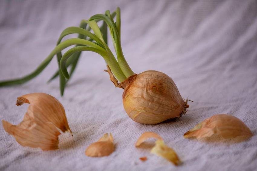 Onion