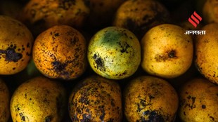 Overripe Mangoes