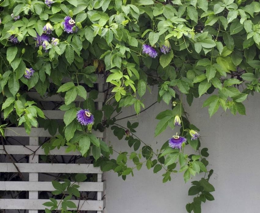 Passionflower