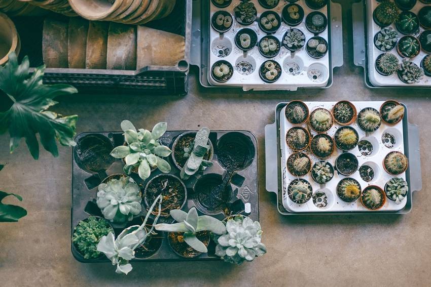 Plant Saucers and Trays