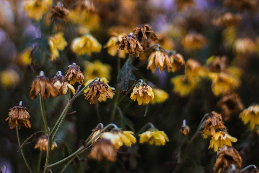 Plants Are Wilting