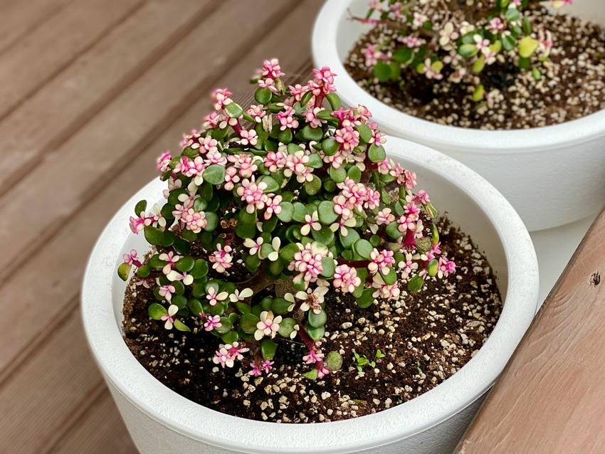 Plants that grow from a single leaf