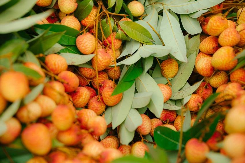 Purbi Litchi