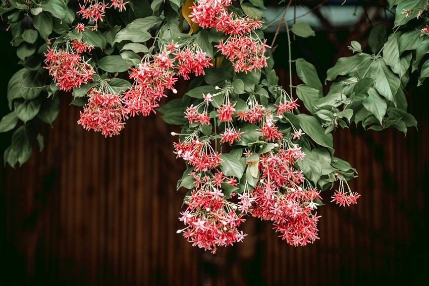 Rangoon creeper