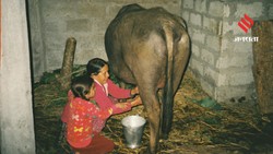 World Milk Day 2026: महिला किसानों को समर्पित, जानिए इस साल की खास थीम की कहानी