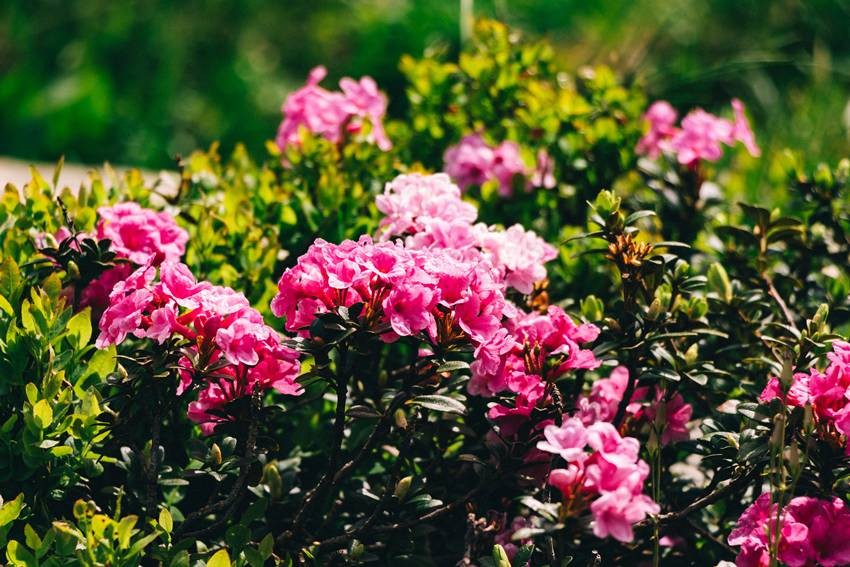 Rhododendron