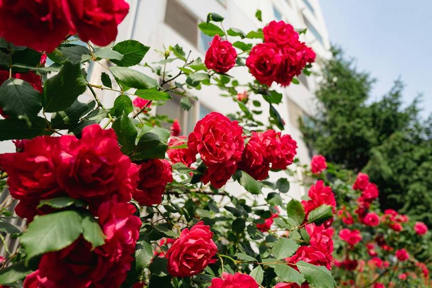 Roses