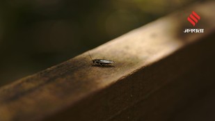 Say Goodbye to Cockroaches in Your Refrigerator with These Proven Methods