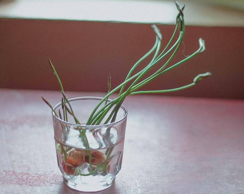 Spring Onions