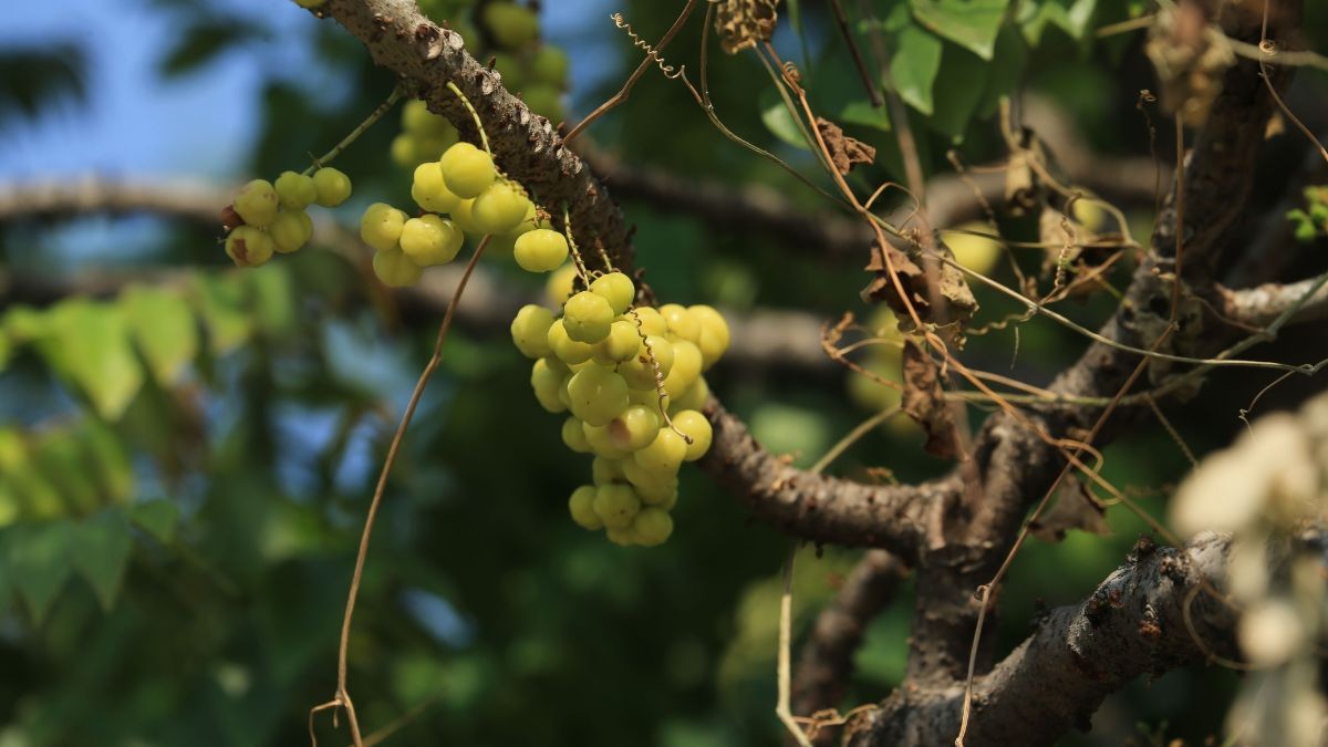 Star Gooseberry