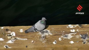 Stop Birds from Turning Your Patio into a Mess with These 7 Tricks