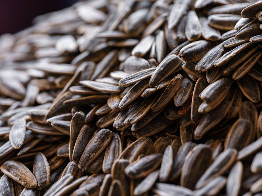 Sunflower Seed Shells Side Effects