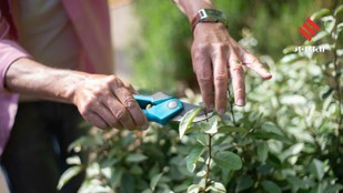 The Best Plants to Prune in June for a Flower-Filled Monsoon Season