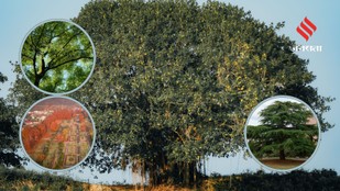 These 8 State Trees Reveal the Natural Heritage of India