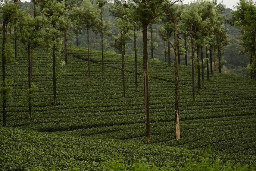 Valparai Hill Station