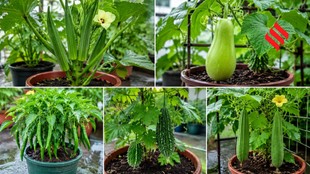 Vegetables to Grow in Monsoon