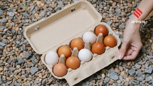 National Egg Day 2026: जानिए क्या है नेशनल एग डे और क्यों मनाया जाता है यह खास दिन