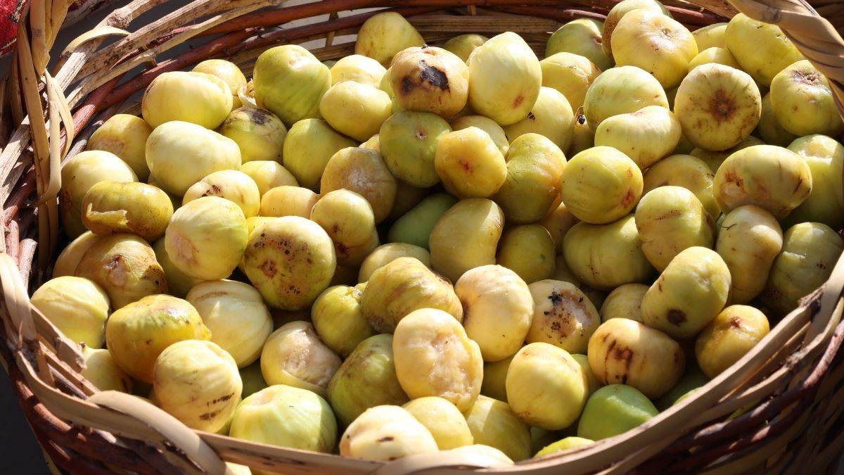Wild Fig