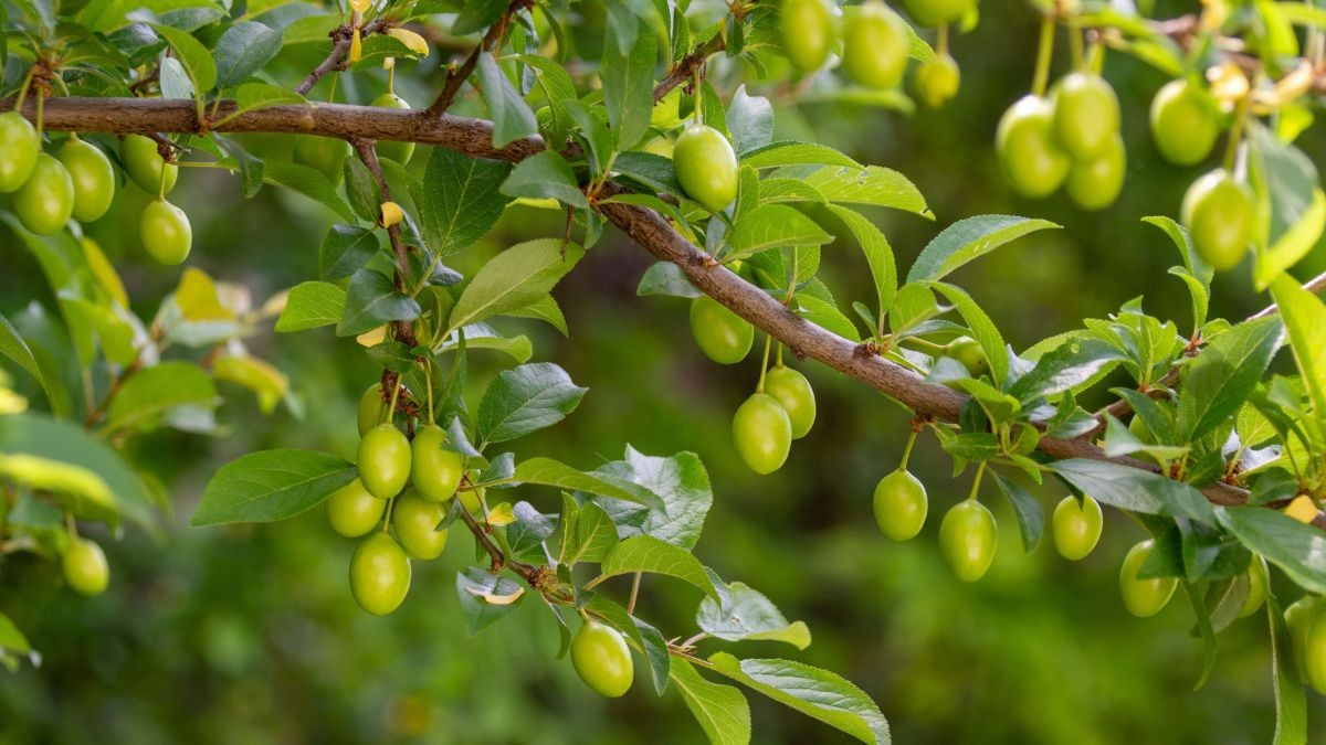 Wild Hog Plum