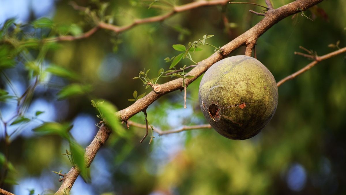 Wood Apple