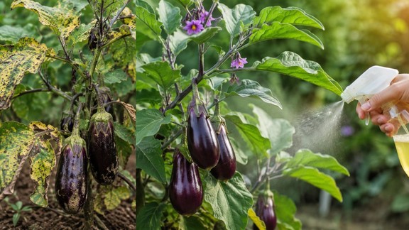 gardening tips | brinjal plant care tips | baigan ke paudhe ko kido se kaise bachaye