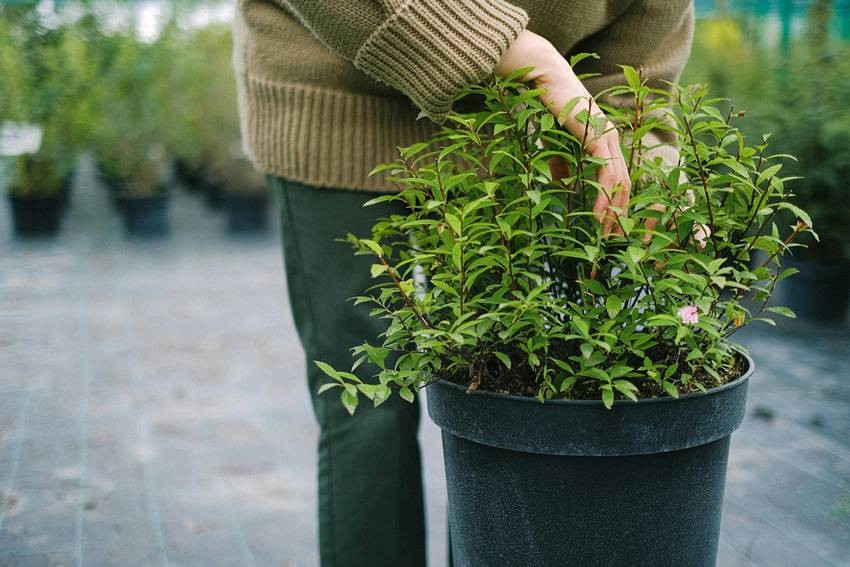 check the moisture of the plants