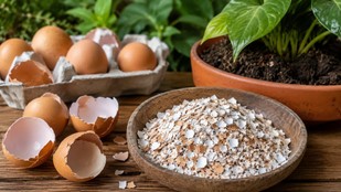 eggshell uses in garden | how to use eggshell in garden | ande ke chilke se khad kaise banaen