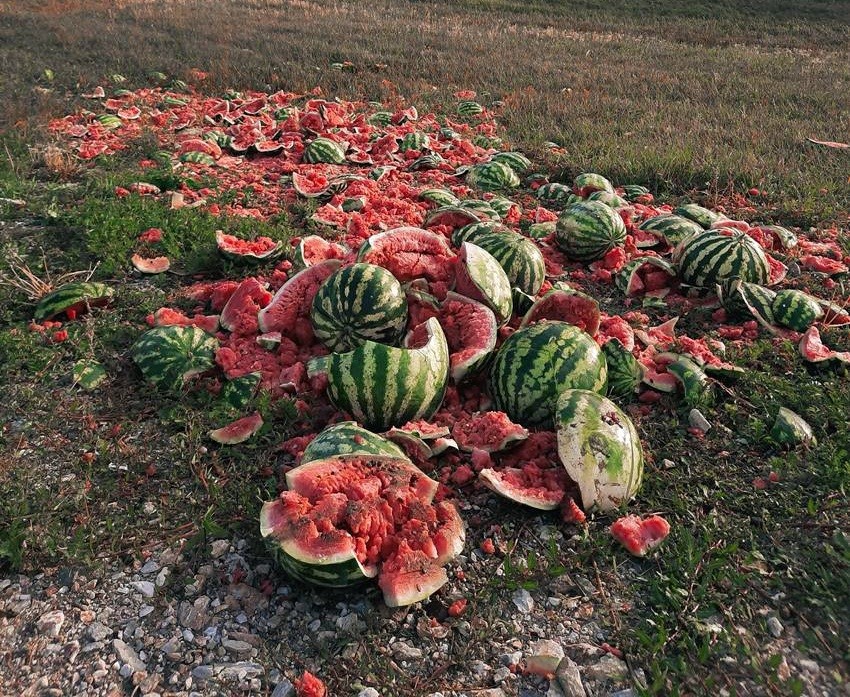 food wasting