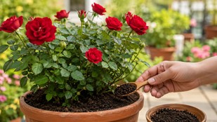 rose plant fertilizer at home | gulab ke paudhe mein kya dalen | gulab ke paudhe mein jyada phool kaise laen