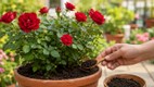 rose plant fertilizer at home | gulab ke paudhe mein kya dalen | gulab ke paudhe mein jyada phool kaise laen