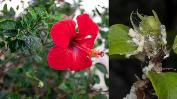 how to control mealybugs in hibiscus | bugs on hibiscus home remedies | gudhal ke paudhe me safed kide kaise hataye