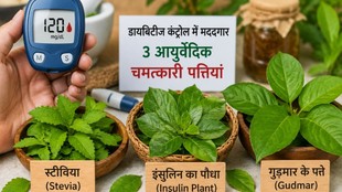 diabetes, blood sugar, high blood sugar, how to control blood sugar level naturally, stevia plant, gudmar plant, insulin plant, गुड़माल का पौधा, स्टीविया, इंसुलिन का पौधा, ब्लड शुगर नेचुरल कंट्रोल करने का तरीका